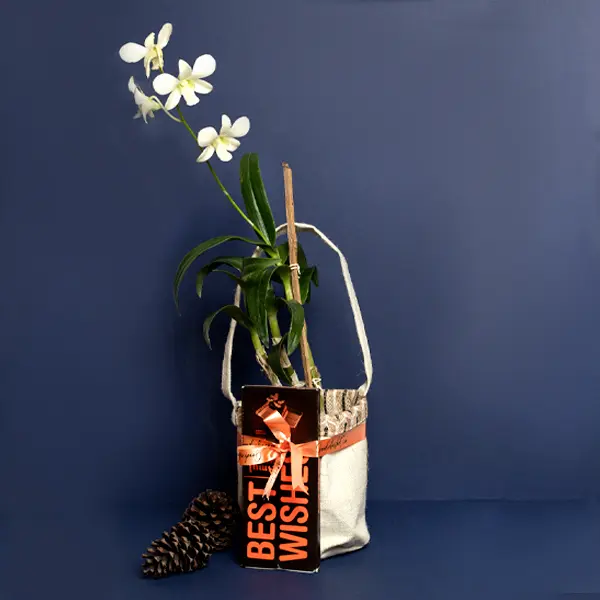 Best Wishes White Dendrobium Orchid Gifts