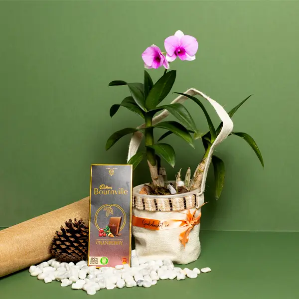 Pink Dendrobium Orchid Plant Gift