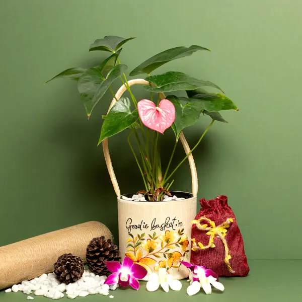 Pink Anthurium in Silk Gift Basket