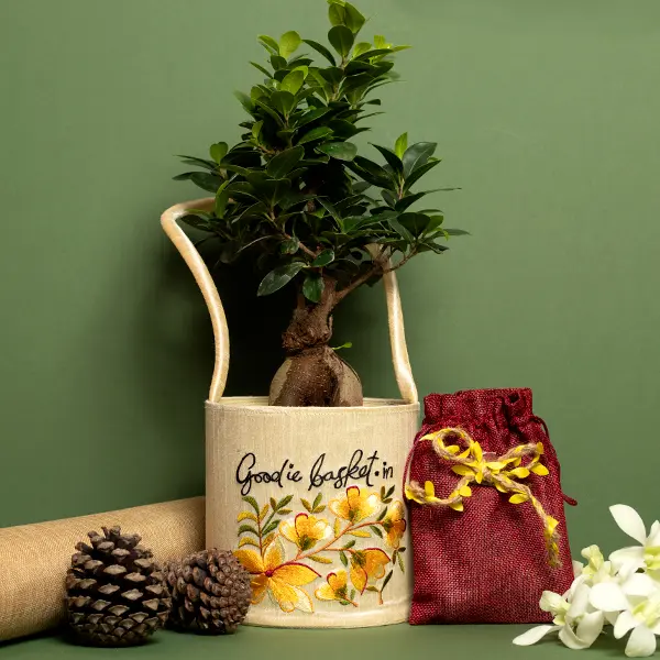 Ficus Bonsai in Silk Basket