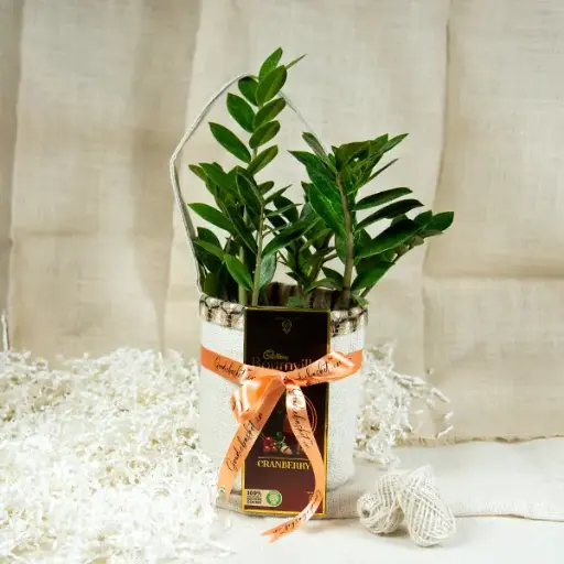 Plant Gift in Jute Basket