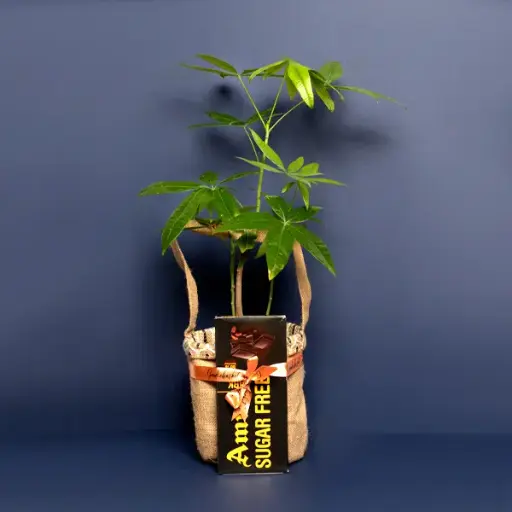 Money Tree With Sugarfree Indulgence