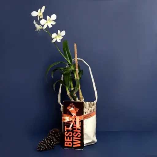 Best Wishes White Dendrobium Orchid Gifts