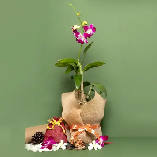 Purple Dendrobium Orchid Gift