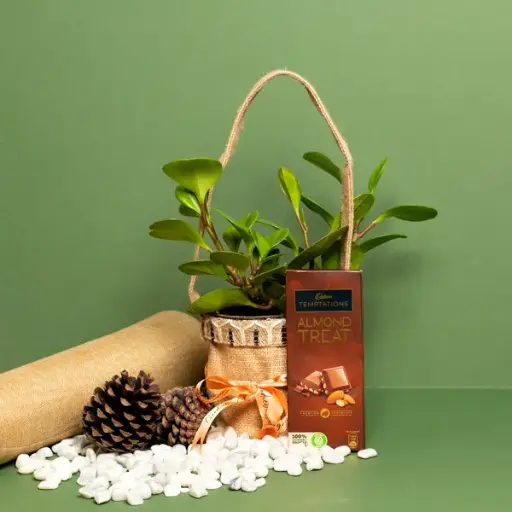 Peperomia in Jute Planter