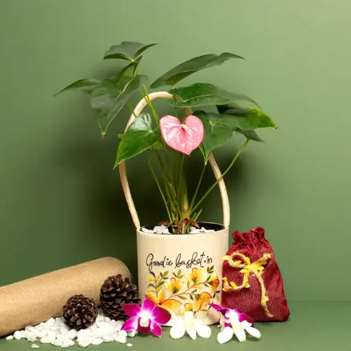 Pink Anthurium in Silk Gift Basket