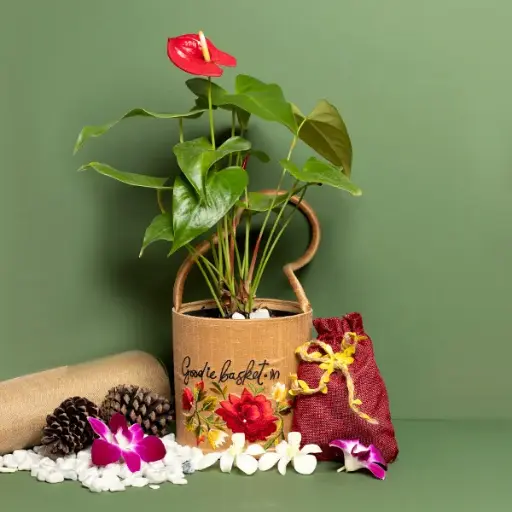 Red Anthurium in Silk Gift Basket