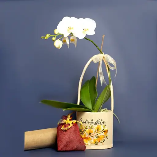 White Phalaenopsis with Yellow Lip