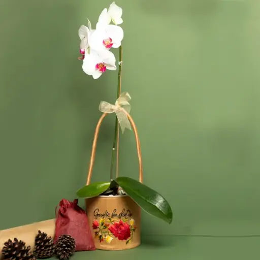 White Phalaenopsis with Pink Lip