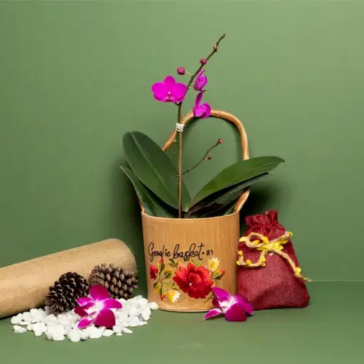 Pink Phalaenopsis in Silk Basket