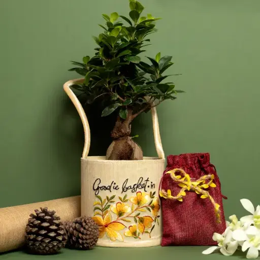 Ficus Bonsai in Silk Basket